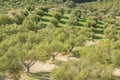 Green fields full of olive trees. Crete, Greece, Europe Olive trees in fields. Royalty Free Stock Photo