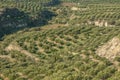 Green fields full of olive trees. Crete, Greece, Europe Olive trees in fields. Royalty Free Stock Photo