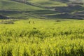 Green fields, grass and hills