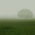 Green fields in heavy mist Royalty Free Stock Photo