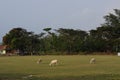 green fields and a herd of goats