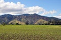 Green fields and hills of Wairau Valley Royalty Free Stock Photo