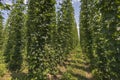 Green fields of hops Royalty Free Stock Photo