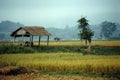 Green Fields of Hsipaw - Myanmar