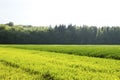 Springtime green fields