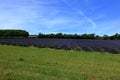 Green fields and Lavender in the North Downs countryside Royalty Free Stock Photo