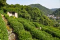 The green fields at the Longjing Tea Terrace in Hangzhou, China Royalty Free Stock Photo