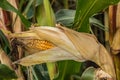 Corn fields and meadows