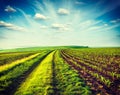 Green fields of Moravia Royalty Free Stock Photo