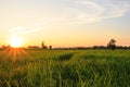 Green fields in the morning, sunrise or evening, sunset. The sunlight is orange. Royalty Free Stock Photo