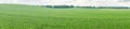 Green fields near Benzin in Mecklenburg with forest in background Royalty Free Stock Photo