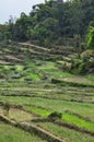 Green fields Nepal Royalty Free Stock Photo