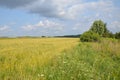 Green fields od wheat and grass with blue sky Royalty Free Stock Photo