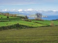 Green fields pasture with grazing cow herd and coastal cliffs, blue ocean and sky horizon at north coast of sao miguel Royalty Free Stock Photo