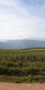 The green fields in the plains Royalty Free Stock Photo