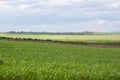 Green fields planted with cereals in spring Royalty Free Stock Photo