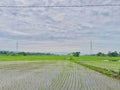 Green fields rice field with mudflats countryside with clouds and sky view Royalty Free Stock Photo