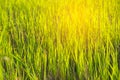 Green fields,Rice field in Thailand Royalty Free Stock Photo