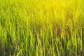 Green fields,Rice field in Thailand Royalty Free Stock Photo