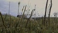 Green fields. Stock. A small green grass with reeds against a white sky. Royalty Free Stock Photo