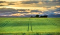 Green fields at sunset in Provence Royalty Free Stock Photo