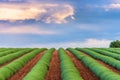 Green fields at sunset in Provence Royalty Free Stock Photo