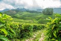 Green fields of tea garden plantations on the hills landscape, Munnar, Kerala, South India Royalty Free Stock Photo