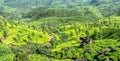 Green fields of tea garden plantations on the hills landscape, Munnar, Kerala, south India Royalty Free Stock Photo