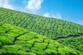 Green fields of tea plantations on the hills landscape, Munnar, Kerala, south India Royalty Free Stock Photo