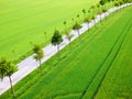 Green fields with trees alley and road Royalty Free Stock Photo