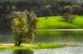 Green fields and trees at Hagg Lake in Gaston Oregon