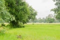 .Green fields and trees and rain