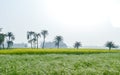 Green fields and trees in a scenic agricultural landscape in rural Bengal, North East India. A typical natural scenery with an