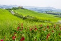 Green fields in Tuscany Royalty Free Stock Photo