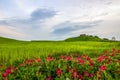 Green fields in Tuscany Royalty Free Stock Photo