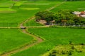 Green fields in Vietnam village