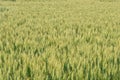 Green fields of wheat Royalty Free Stock Photo