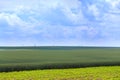 Green fields of wheat, rye, soy and corn. Blue sky with cumulus Royalty Free Stock Photo