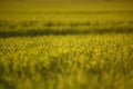 green fields of wheat in spring. fresh green wheat grass in sunlight. young wheat. green spring meadow. green grass background. Royalty Free Stock Photo