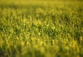 green fields of wheat in spring. fresh green wheat grass in sunlight. young wheat. green spring meadow. green grass background.