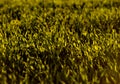 green fields of wheat in spring. fresh green wheat grass in sunlight. young wheat. green spring meadow. green grass background. Royalty Free Stock Photo