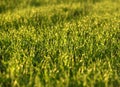 green fields of wheat in spring. fresh green wheat grass in sunlight. young wheat. green spring meadow. green grass background. Royalty Free Stock Photo