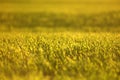 green fields of wheat in spring. fresh green wheat grass in sunlight. young wheat. green spring meadow. green grass background. Royalty Free Stock Photo