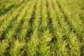 green fields of wheat in spring. fresh green wheat grass in sunlight. young wheat. green spring meadow. green grass background. Royalty Free Stock Photo
