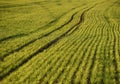 green fields of wheat in spring. fresh green wheat grass in sunlight. young wheat. green spring meadow. green grass background. Royalty Free Stock Photo