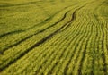 green fields of wheat in spring. fresh green wheat grass in sunlight. young wheat. green spring meadow. green grass background.