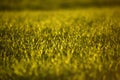 green fields of wheat in spring. fresh green wheat grass in sunlight. young wheat. green spring meadow. green grass background. Royalty Free Stock Photo