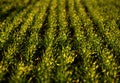 green fields of wheat in spring. fresh green wheat grass in sunlight. young wheat. green spring meadow. green grass background. Royalty Free Stock Photo