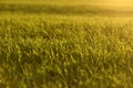 green fields of wheat in spring. fresh green wheat grass in sunlight. young wheat. green spring meadow. green grass background. Royalty Free Stock Photo