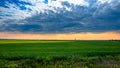 Green fields of wheat Royalty Free Stock Photo